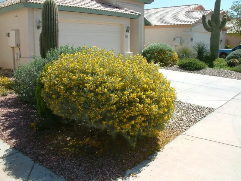 Feathery Cassia Feathery Cassia