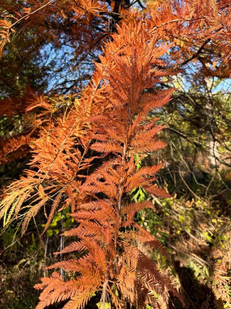Feathery Green Foliage Turns Copper And Orange Before Falling Feathery Green Foliage Turns Copper And Orange Before Falling