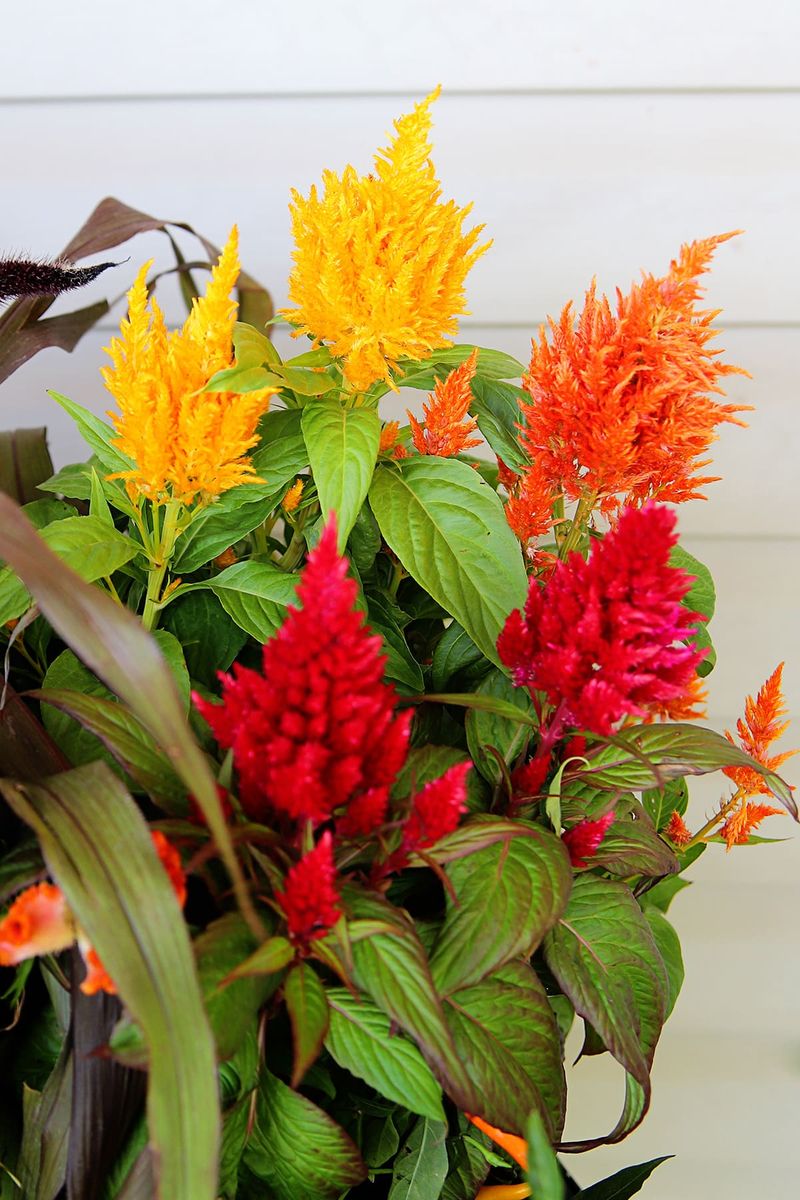 Feathery Orange Celosia Plumes Add Height To Porch Containers