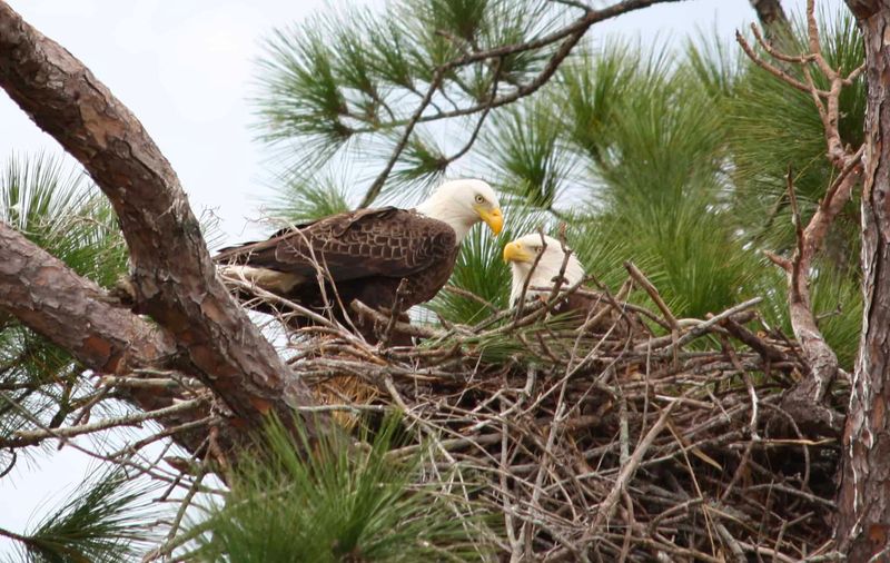 Federal Law Protects Both The Birds And Their Nests Federal Law Protects Both The Birds And Their Nests