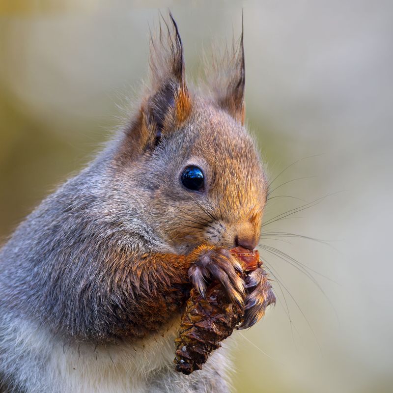 Feed Backyard Wildlife With Fallen Green Cones Feed Backyard Wildlife With Fallen Green Cones