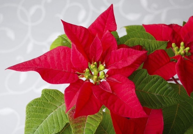 Feed Lightly For Strong Holiday Color Feed Lightly For Strong Holiday Color