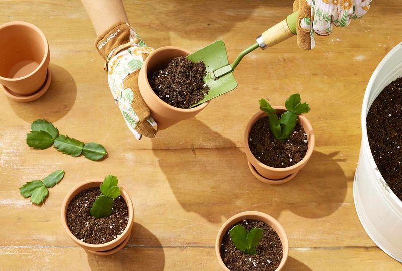 Feed Seasonally And Propagate Healthy Cuttings Feed Seasonally And Propagate Healthy Cuttings
