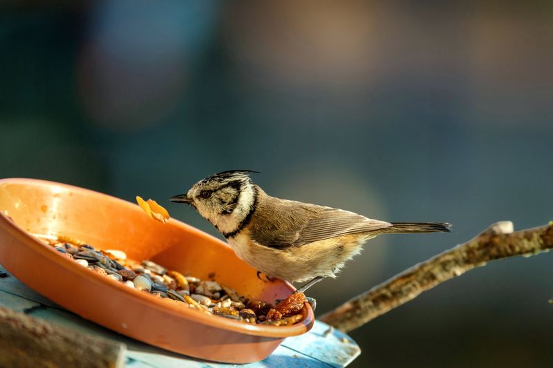 Feed The Backyard Birds And Wildlife