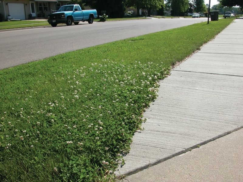 Feed The Lawn So Grass Beats Clover Feed The Lawn So Grass Beats Clover