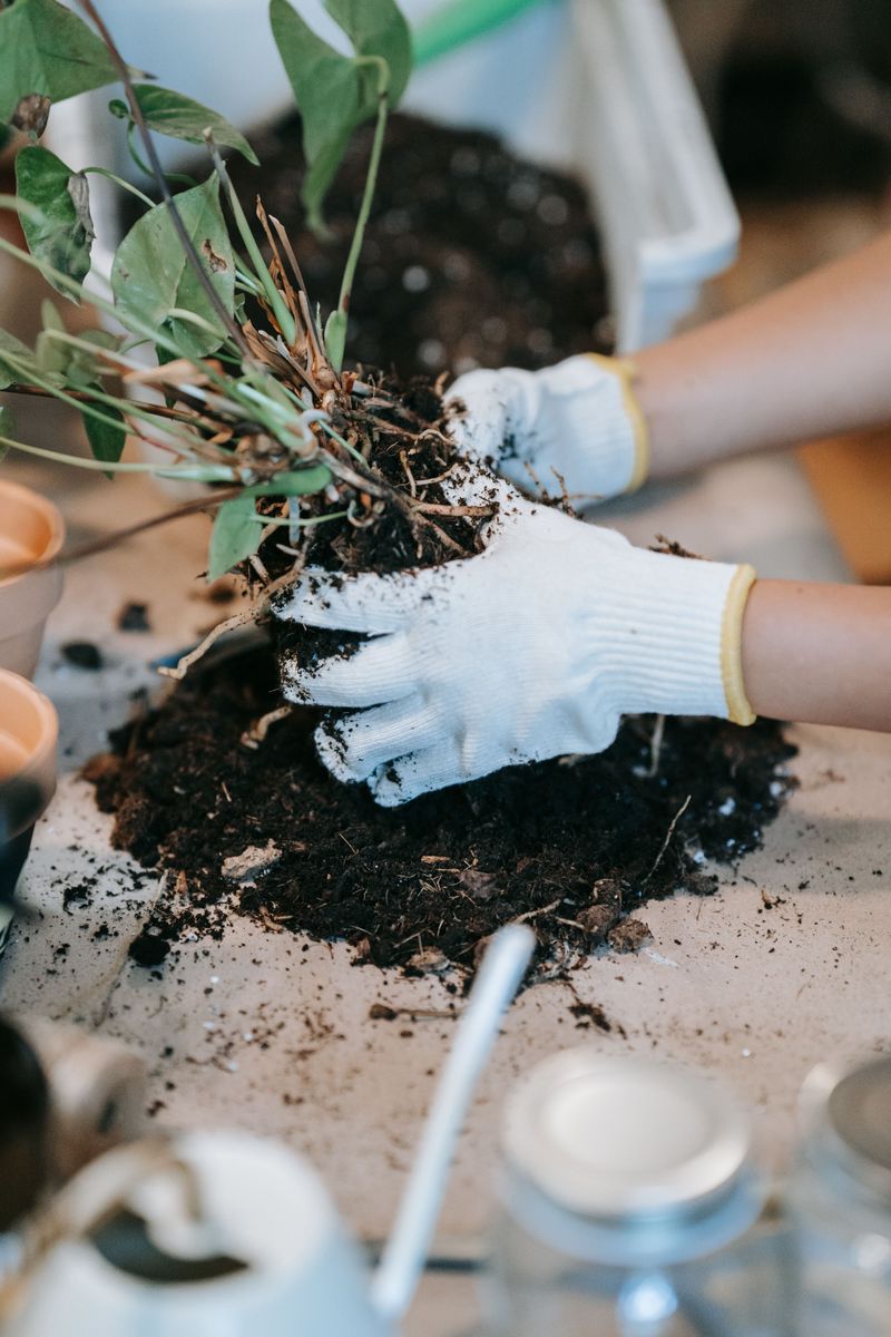 Feed The Roots With Gentle Fertilizer