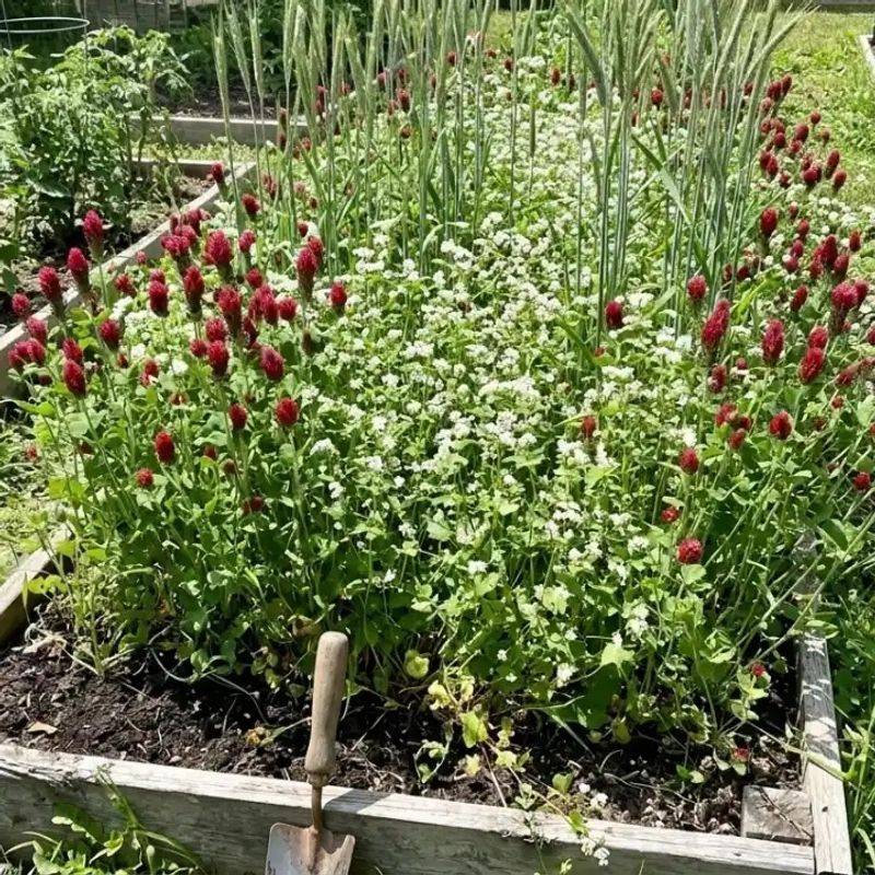 Feed The Soil With A Fall Cover Crop