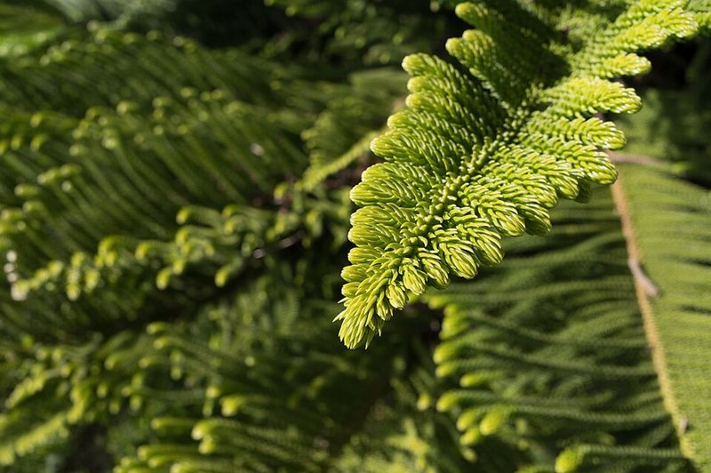 Feed The Tree At The Right Time