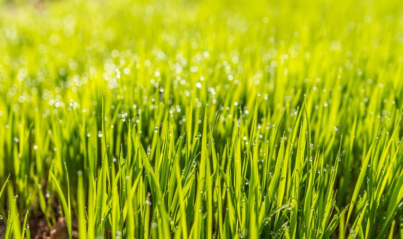 Feed Young Grass Roots With Starter Fertilizer Feed Young Grass Roots With Starter Fertilizer