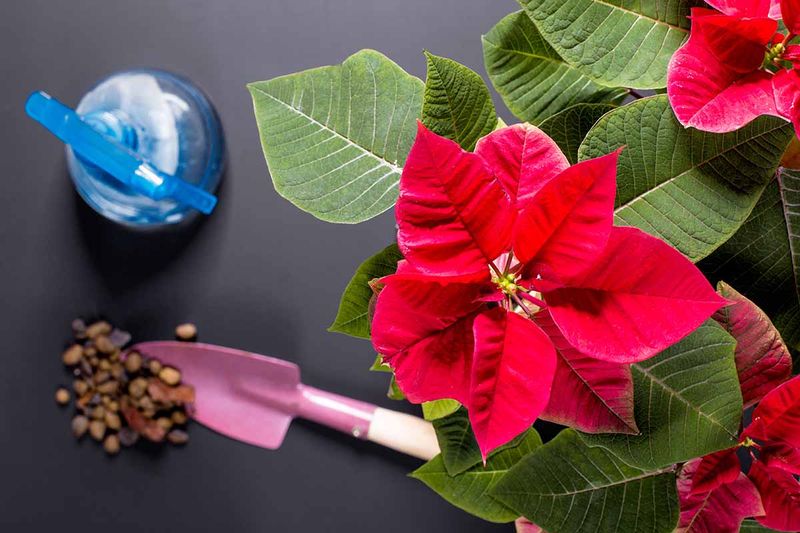 Feed Your Florida Poinsettia The Right Way