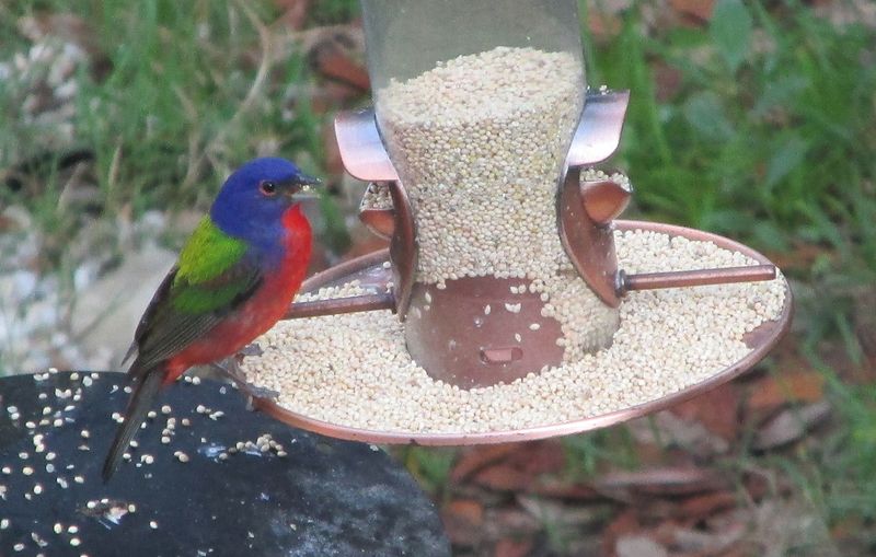 Feeder Placement Distances From Open Ground