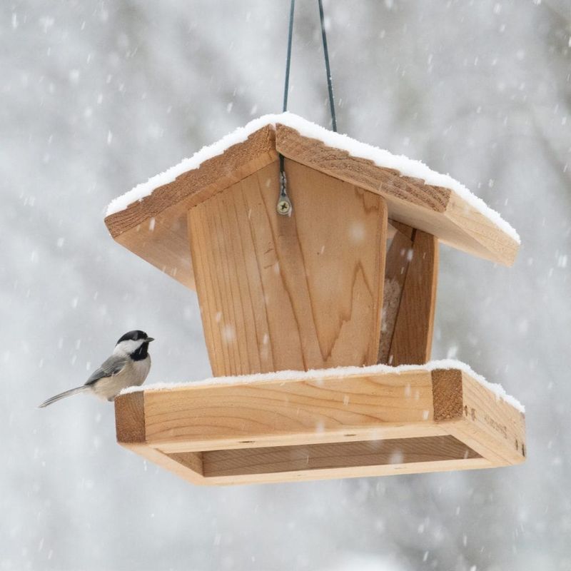 Feeders Can Return Once Bear Activity Has Moved Elsewhere Feeders Can Return Once Bear Activity Has Moved Elsewhere
