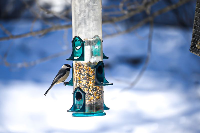 Feeders Help, But They Don't Make Birds Dependent Feeders Help, But They Don't Make Birds Dependent