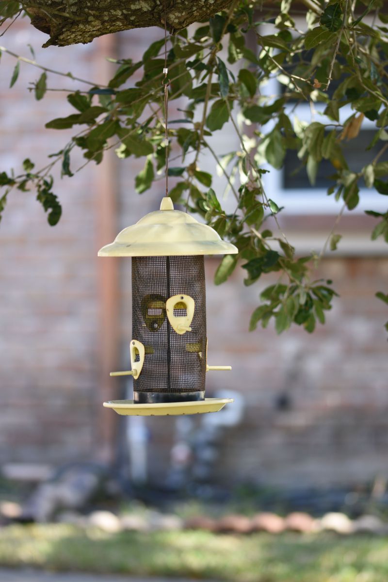 Feeders Hung In The Wrong Spot Near Windows Feeders Hung In The Wrong Spot Near Windows