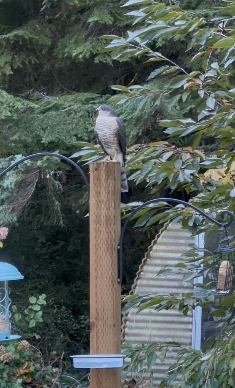 Feeders Make Hunting Easy