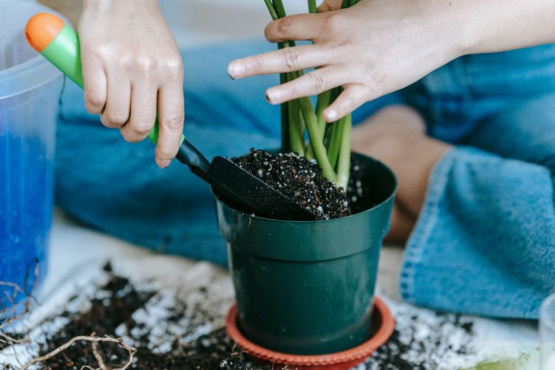 Feeding It Fertilizer In The Cold Months