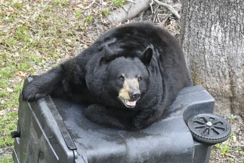 Feeding Or Attracting Bears Is Illegal In Florida Feeding Or Attracting Bears Is Illegal In Florida