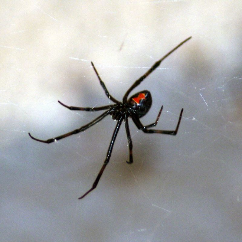 Female Black Widows Stationed Near Webs In Sheds
