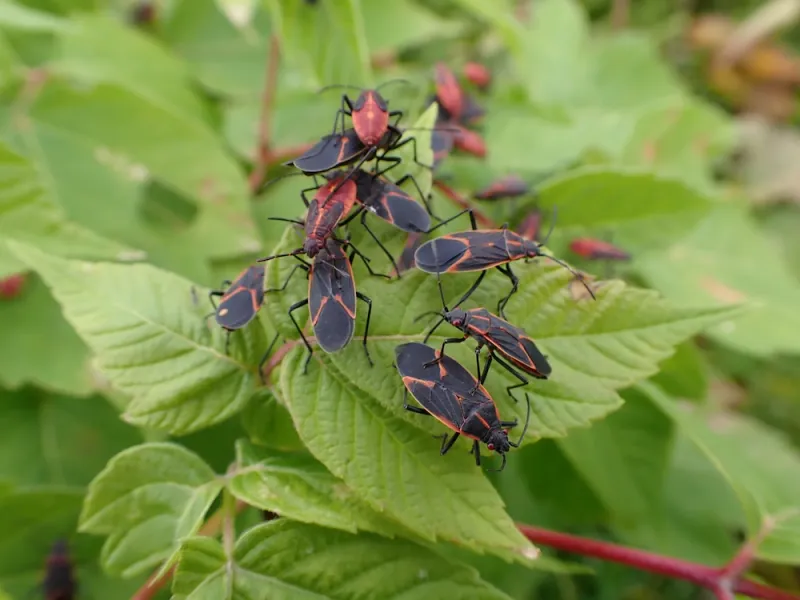 Female Boxelder Trees Feed Them All Summer