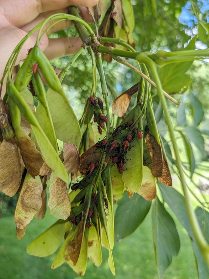 Female Boxelder Trees Nearby Explain Why The Bugs Keep Coming