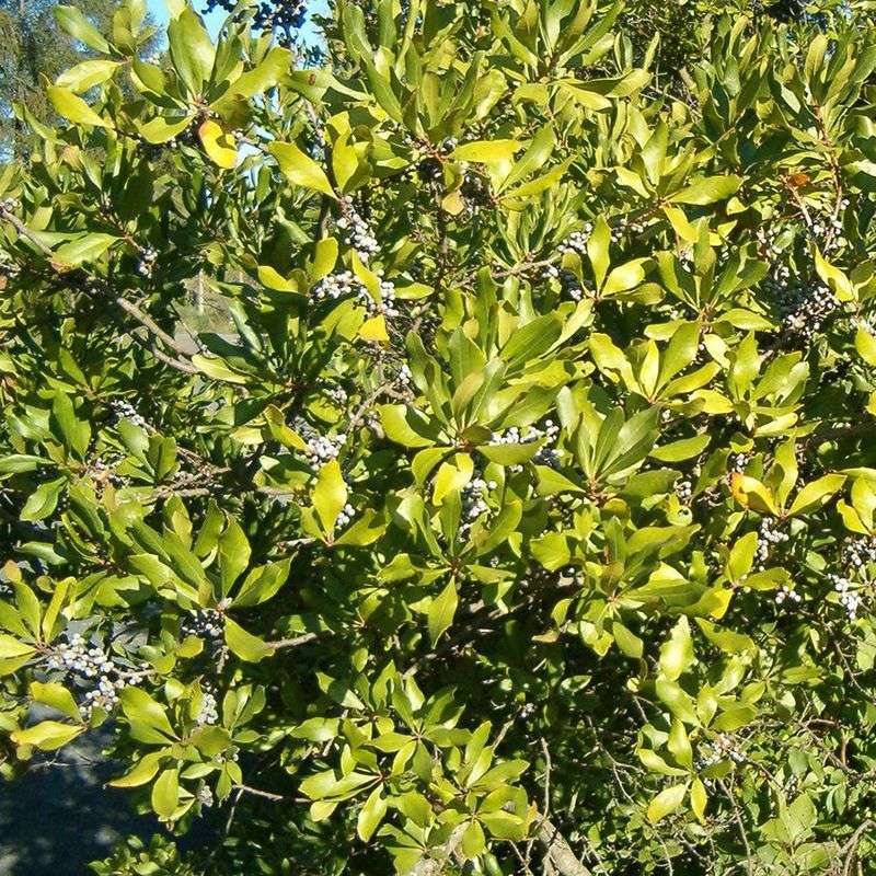 Female Plants Produce Blue Gray Berries That Attract Birds Female Plants Produce Blue Gray Berries That Attract Birds