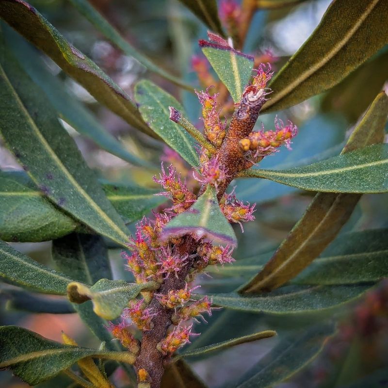 Female Shrubs Bear The Berries When A Male Grows Nearby