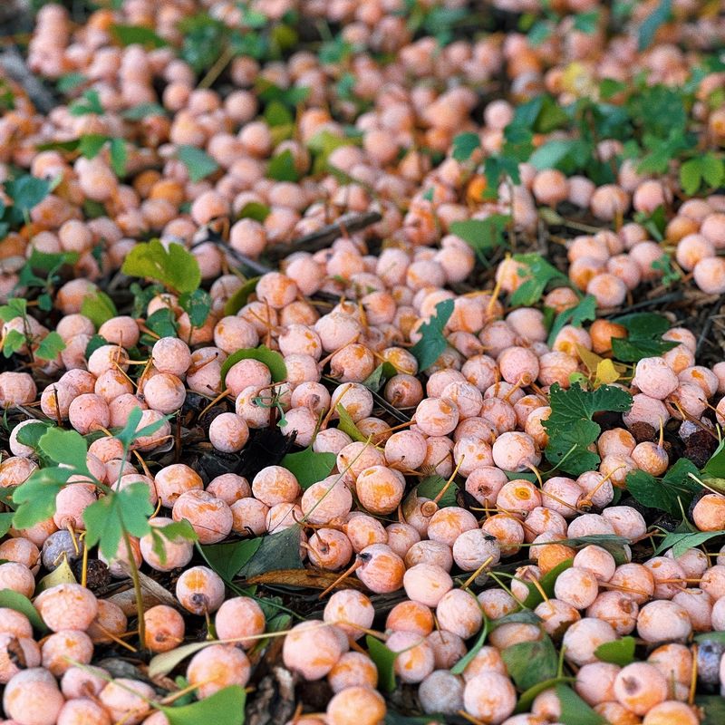 Female Trees Drop Seeds With A Strong, Unpleasant Odor