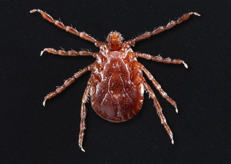 Females Can Reproduce Without Males