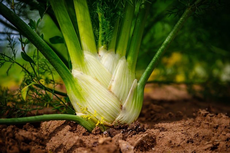 Fennel Works Through A Process Called Allelopathy