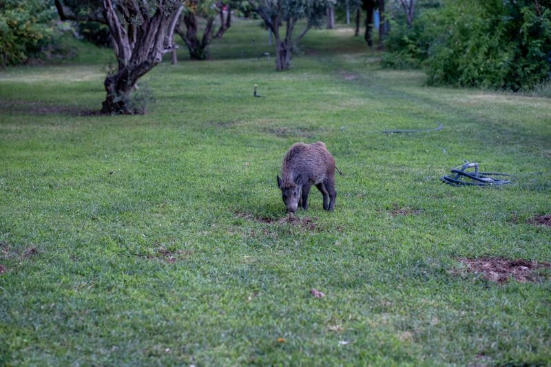 Feral Hogs Digging For Grubs Beneath The Lawn
