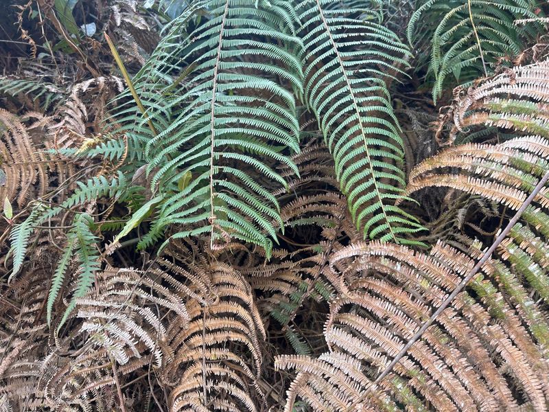 Ferns Brown In Dry Spells Ferns Brown In Dry Spells