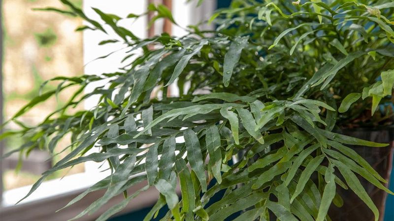 Ferns Need Time To Adjust Before Heating Season Starts Ferns Need Time To Adjust Before Heating Season Starts