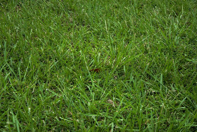 Fertilize On A Light, Steady Schedule