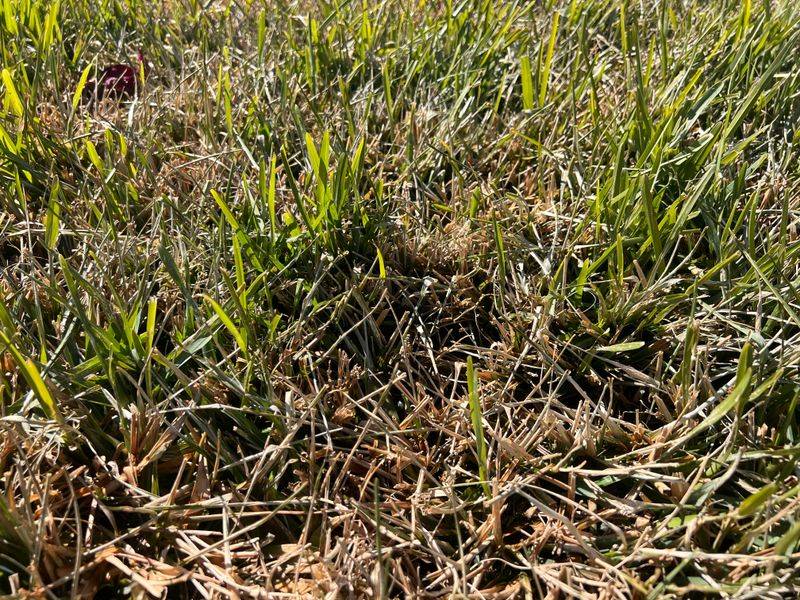 Fertilizing Now Can Set Up Spring Damage Fertilizing Now Can Set Up Spring Damage