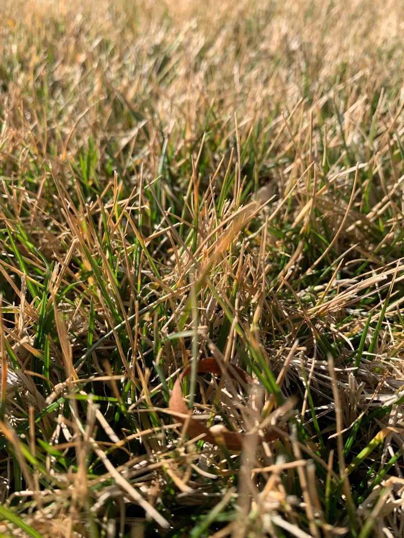 Fescue Lawns Need More Sunlight Through Fall Than Dormant Bermuda