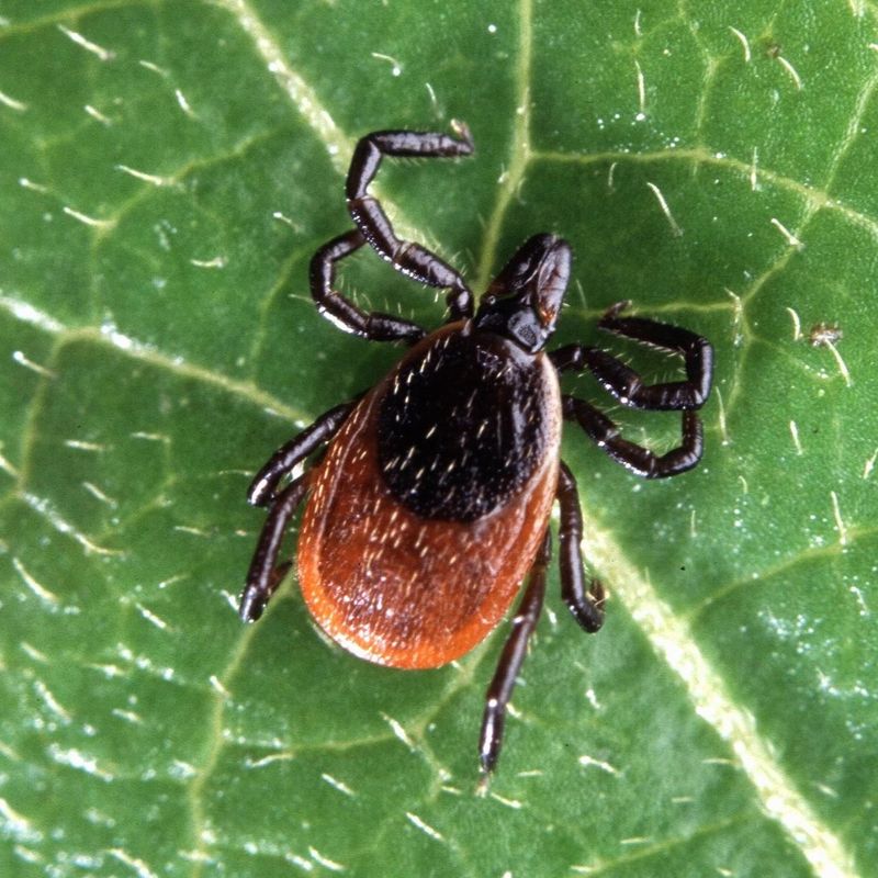 Fewer Deer May Mean Fewer Ticks Too Fewer Deer May Mean Fewer Ticks Too