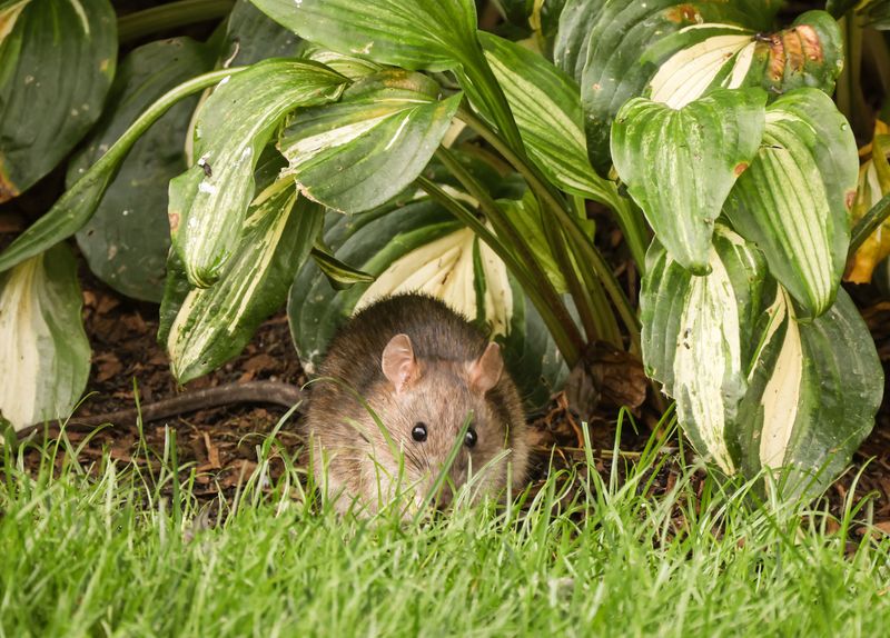 Fewer Mice And Voles Around The Yard Fewer Mice And Voles Around The Yard