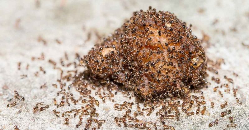 Fewer Mounds And Safer Feet Come Spring