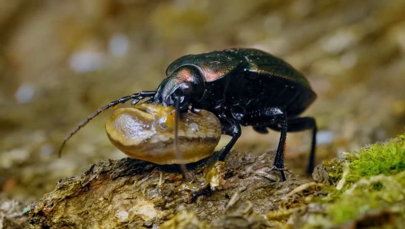 Fewer Predators Help Slugs Roam Freely Fewer Predators Help Slugs Roam Freely
