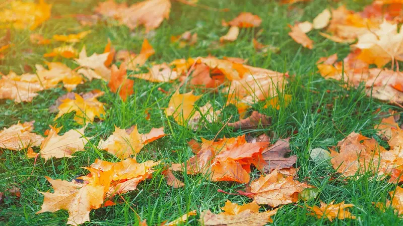 Fewer Weeds Next Spring