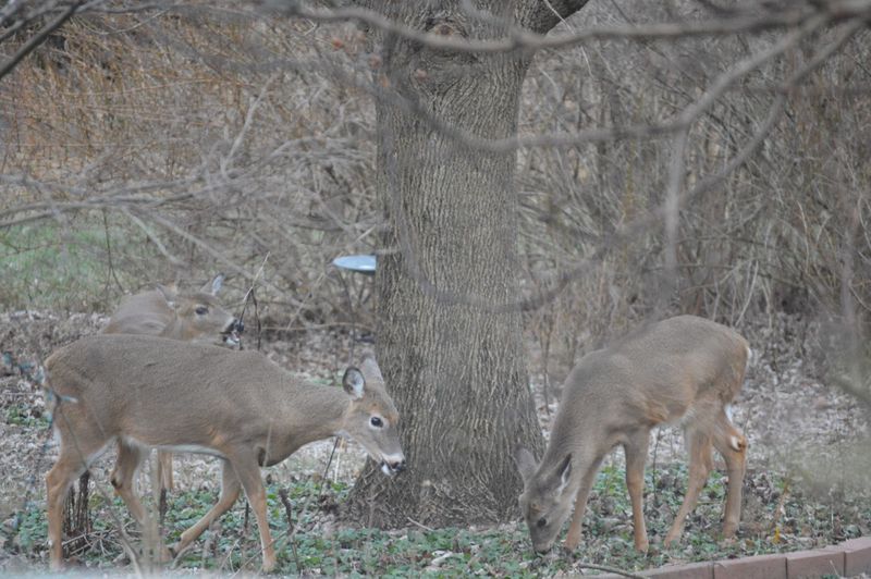 Fewer Wild Foods Push Deer Toward Gardens