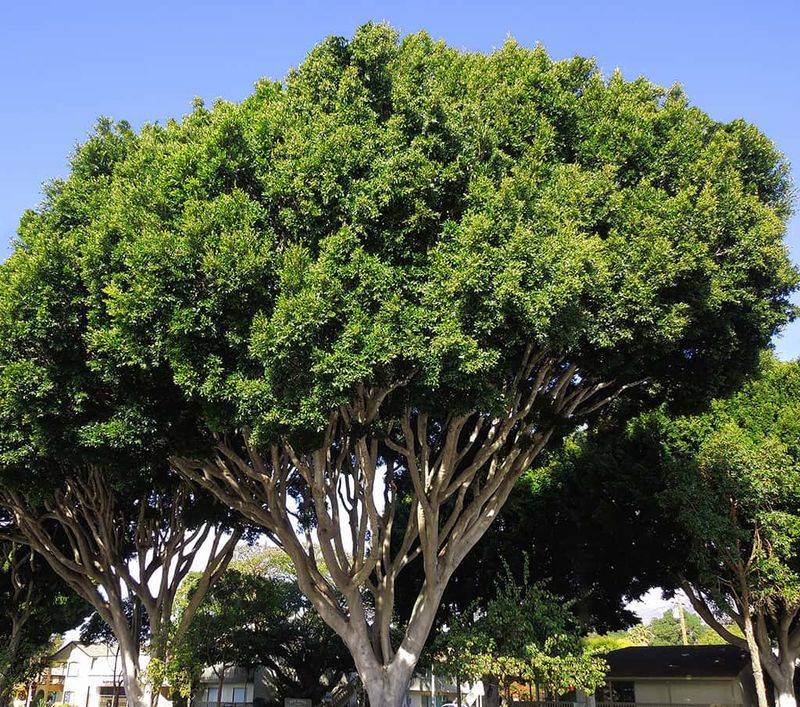 Ficus Is The Tree Many Owners Regret Ficus Is The Tree Many Owners Regret