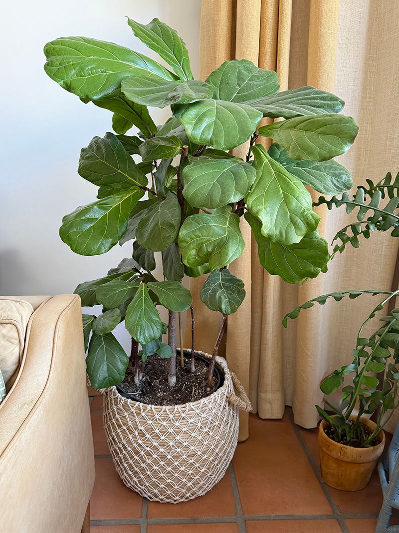 Fiddle-Leaf Fig Fiddle-Leaf Fig