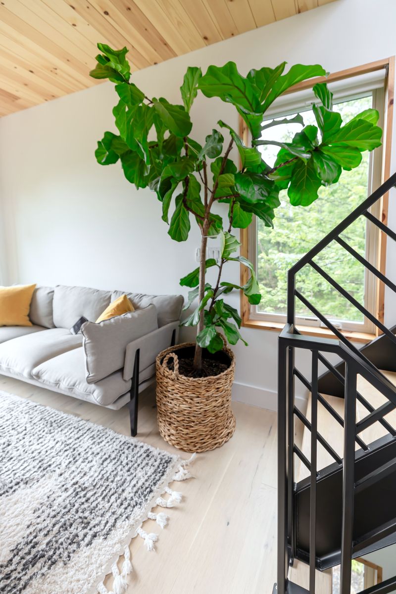 Fiddle Leaf Figs Bring Statement Style