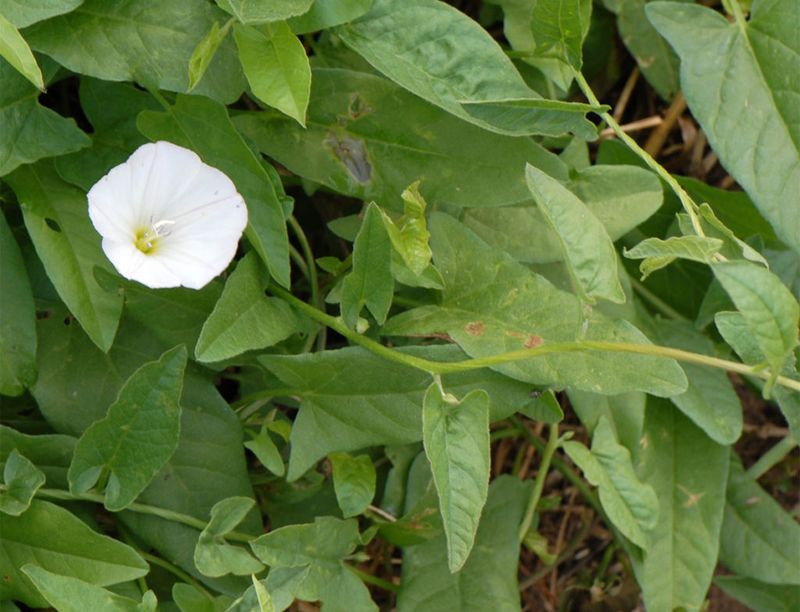 Field Bindweed Is The Vine That Returns Field Bindweed Is The Vine That Returns