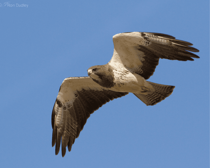 Field marks can help identify a hawk overhead Field marks can help identify a hawk overhead