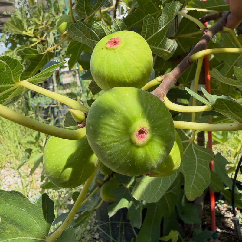 Fig Fig