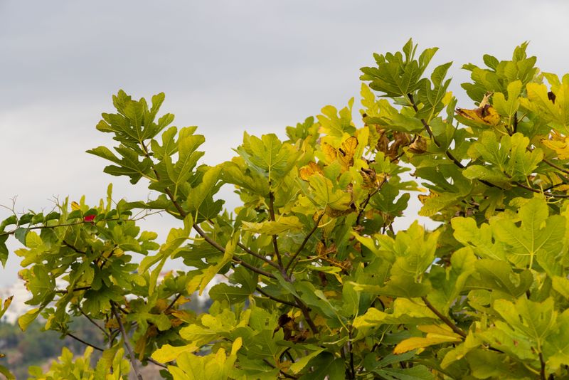 Fig Rust Spreads Orange Spores Fig Rust Spreads Orange Spores