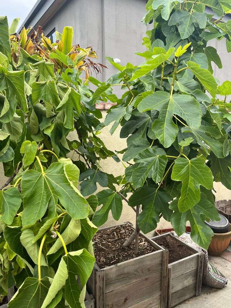 Fig Trees Drop Leaves And Drink Less Fig Trees Drop Leaves And Drink Less