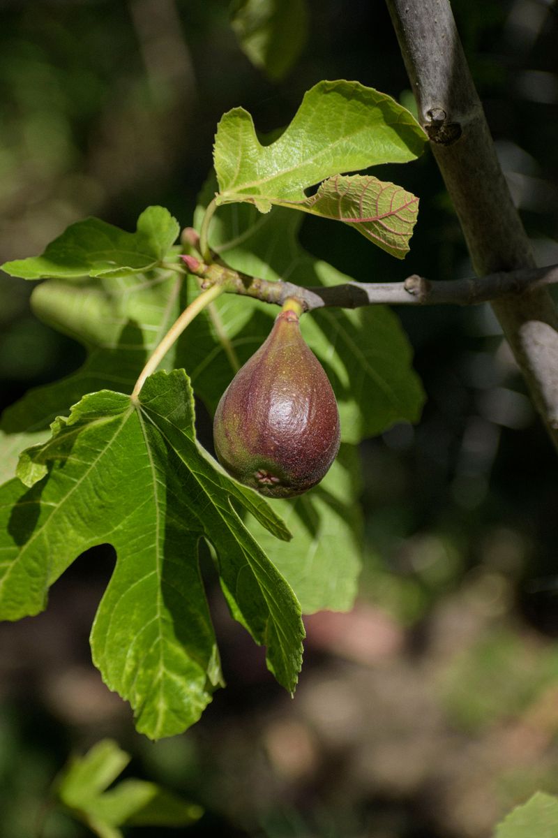 Fig Trees Reward You With Sweet Homegrown Fruit